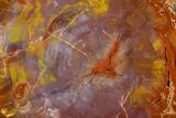 Rainbow Colored, Polished Petrified Wood Round - Arizona #305088-1